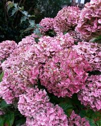 Low angle view of pink flowers on tree