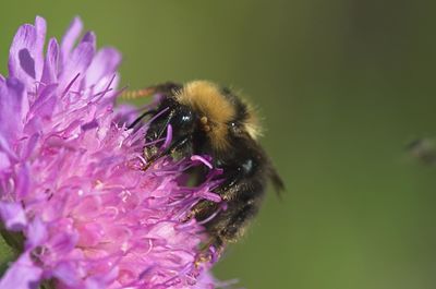 Close-up of bee on purple flower