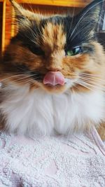 Close-up of cat relaxing on bed at home