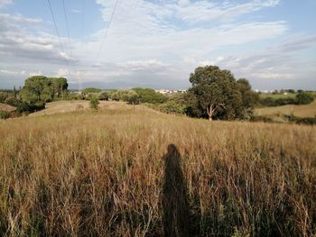 Scenic view of agricultural field against sky