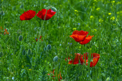 Close-up of red poppy flowers on field