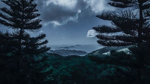 Scenic view of pine trees against sky