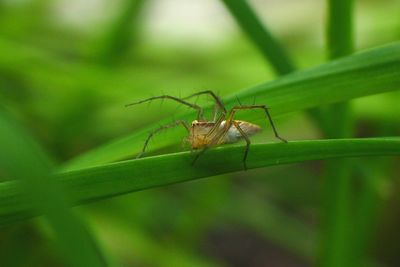 Close-up of insect on leaf