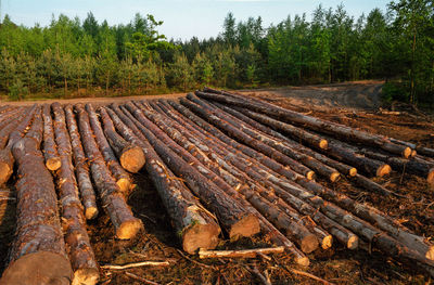 Stack of logs in forest against sky