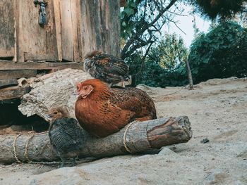 View of a chicken and chicks on wood