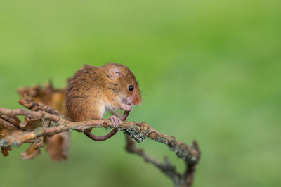 A harvest mouse grooming