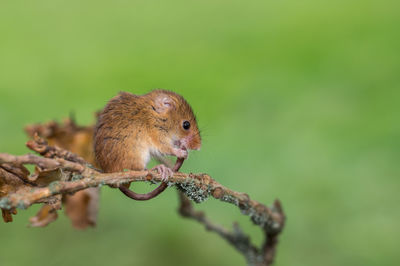 Close-up of squirrel on tree