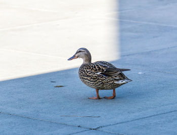 A duck in on a cement walkway at gene coulon park in renton, washington.