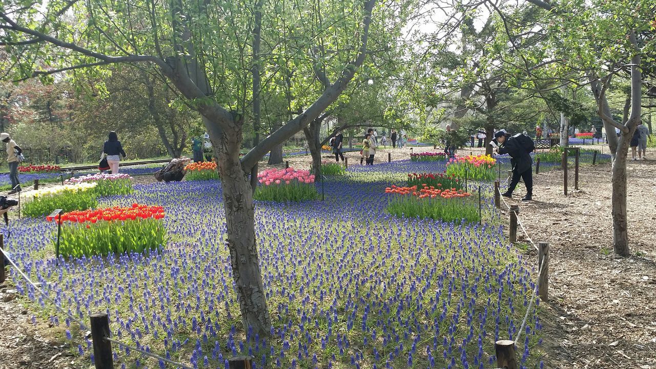 tree, flower, growth, park - man made space, nature, fence, beauty in nature, park, green color, large group of people, plant, day, footpath, freshness, outdoors, incidental people, branch, transportation, bench