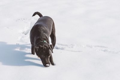 Dog standing on snow covered land