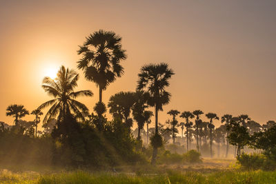 Palm trees on field against sky at sunset