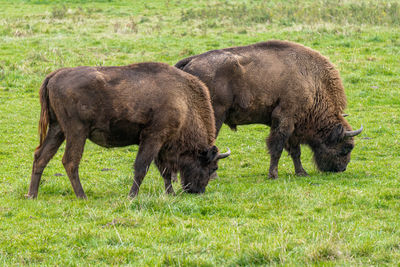 Bison bonasus - european bison grazing on a field