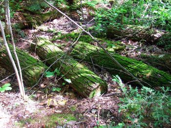 High angle view of moss on tree in forest