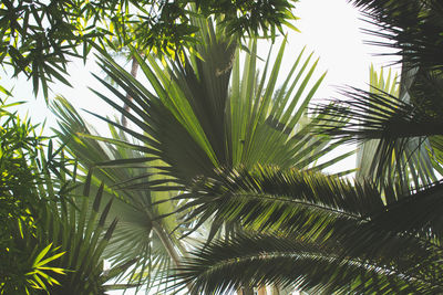 Low angle view of palm tree against sky