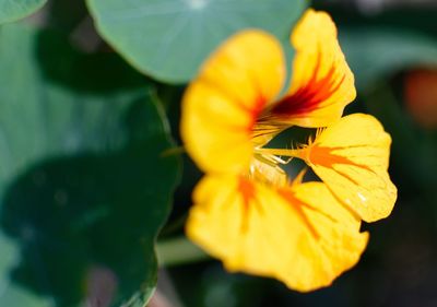 Close-up of yellow flower blooming outdoors