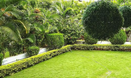 Plants growing in park