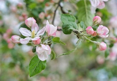 Close-up of pink flowering plant