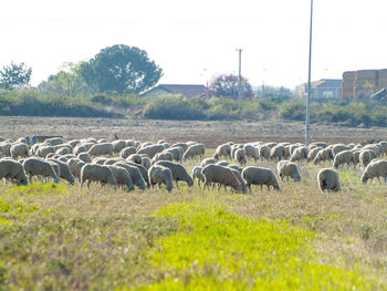 Flock of sheep on field against sky