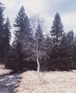 Trees on snow covered land against sky