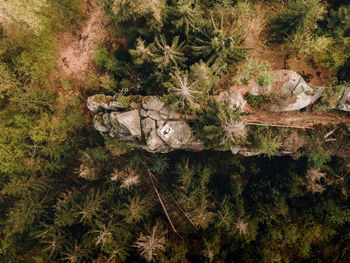 High angle view of rock in forest