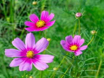 Close-up of pink cosmos flowers