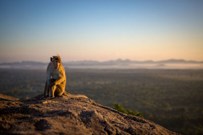 Monkey sitting on mountain against sky during sunrise