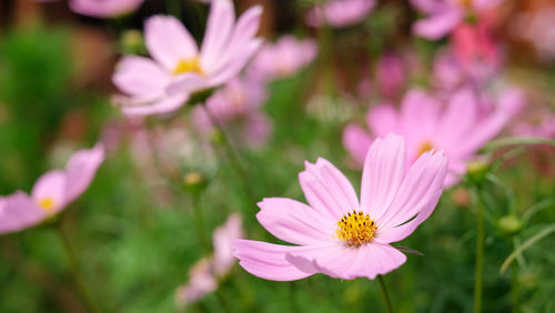 Close-up of pink cosmos flower