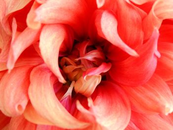 Full frame shot of red rose