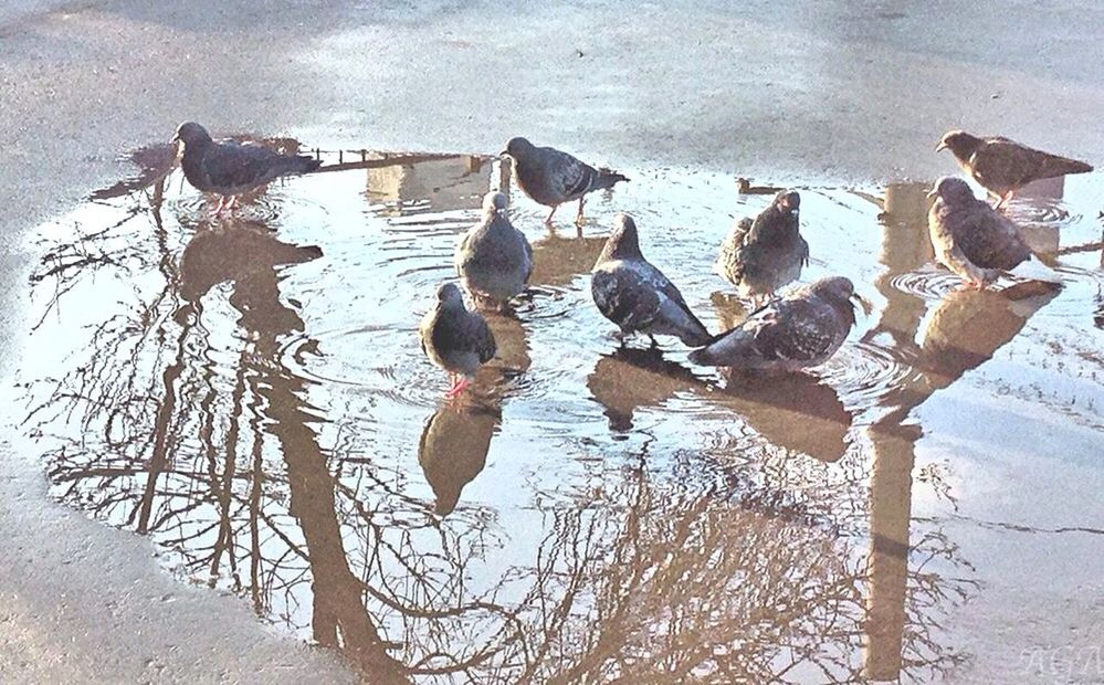 bird, water, reflection, puddle, nature, day, wet, high angle view, outdoors, lake, animal themes, no people, flock of birds, animals in the wild, wildlife, tranquility, sunlight, bare tree, season