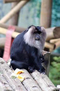 Monkey sitting on wood