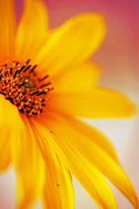 Macro shot of yellow flower pollen