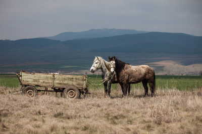 Horses tied on trailer on field