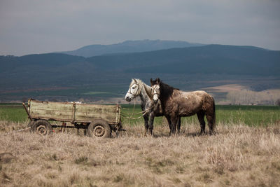 Horse grazing on grassy field