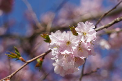 Close-up of cherry blossoms on tree