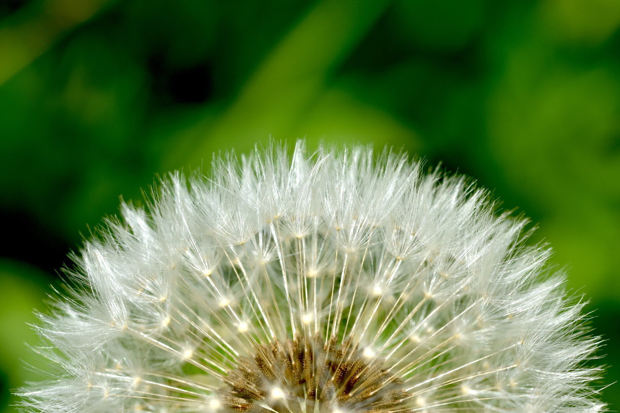 CLOSE-UP OF WHITE DANDELION