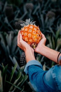 Close-up of person holding pineapple