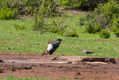Bird flying over a field