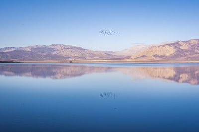Saline valley, a group of birds flying over the lake, death valley national park