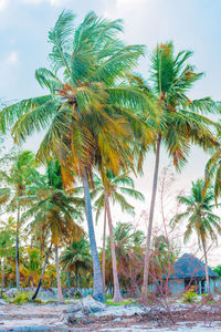 Palm tree by sea against sky