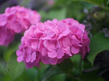 Close-up of pink hydrangea flowers