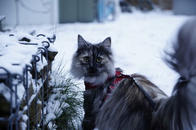 Portrait of a cat in snow