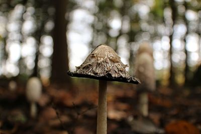 Close-up of mushroom growing on field