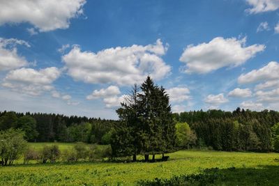 Trees on field against sky