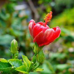 Close-up of red flowering plant