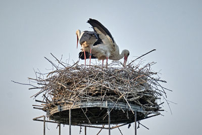 Low angle view of birds in nest against clear sky