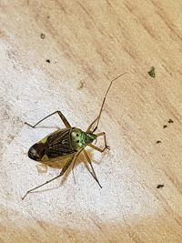 High angle view of insect on wall