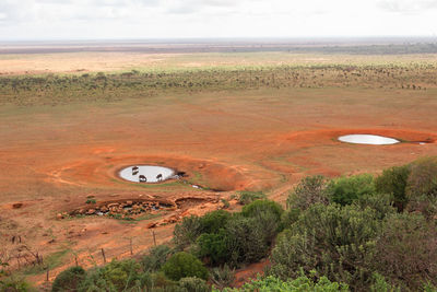 A herd of buffaloes at a watering hole at tsavo east national park in kenya