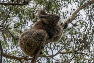 Low angle view of a squirrel on tree