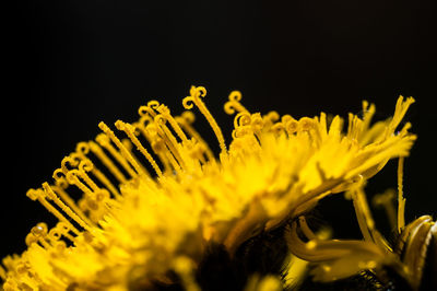 Close-up of yellow flowers against black background