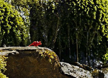 Bird perching on a rock